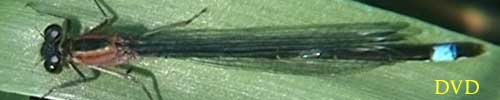 [foto]
